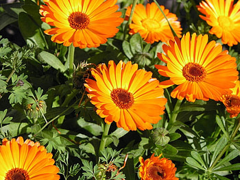 flower, nature HD wallpaper