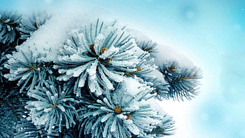 Snow, Macro, Surface, Fir, Spruce HD wallpaper