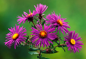 Flowers, purple, flower, green, beautiful, lovely HD wallpaper