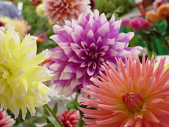 Assortment of Dahlias, colors, assorted, dahlias, flower HD wallpaper