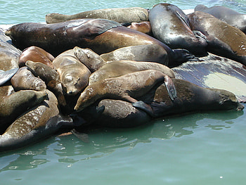 Happy friends, blue, water, animals, morses HD wallpaper