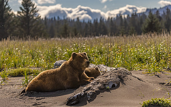 Grizzly Bears, animal, grizzly, forest, bear HD wallpaper