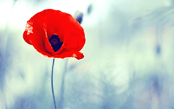 Plants, Flowers, Poppies HD wallpaper