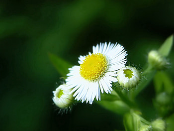 Flowers, Camomile, Close-Up, Greens HD wallpaper