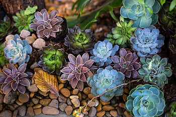 A colorful collection of succulents among stones in an outdoor garden. HD wallpaper