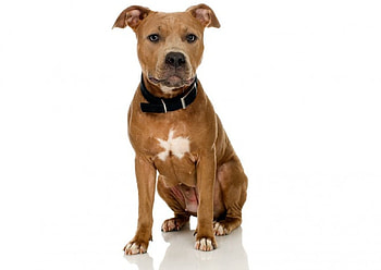 Amstaff, dog, animal, pet HD wallpaper
