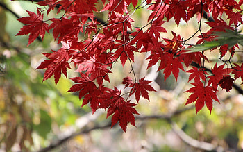Maple Leaves, leaves, maple, tree, red, autumn HD wallpaper