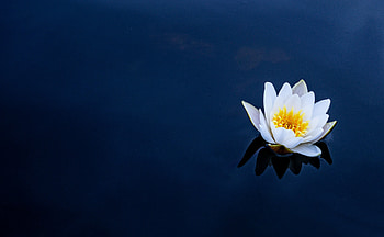 Lotus, White, Flower, Lily HD wallpaper