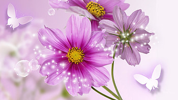 Celebration of Cosmos, wild flowers, pin, glow, papillon, stars, spring, summer, butterflies, lavender, shine, flowers, cosmo, fleurs HD wallpaper