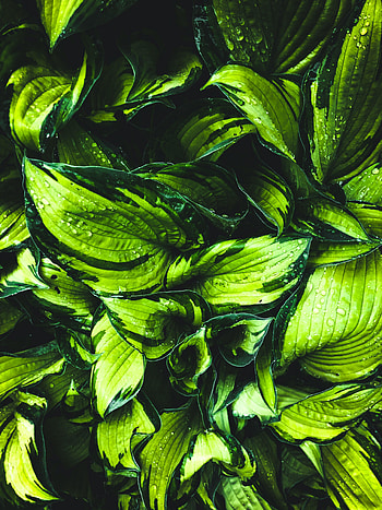 Nature, Water, Leaves, Drops, Macro HD phone wallpaper