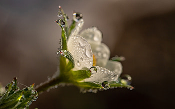 Water Drops, drops, water, graphy, flower HD wallpaper