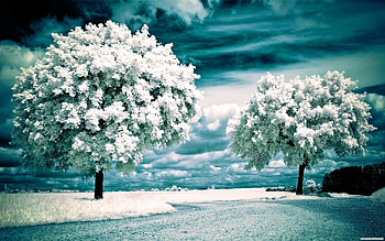 Landscape, Trees, Art HD wallpaper