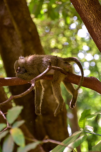 A monkey sleeps peacefully on a tree branch in a vibrant jungle, showcasing wildlife tranquility. HD phone wallpaper