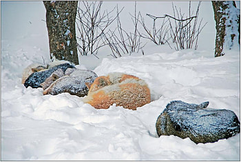 Dogs in the Snow, caini, zapada, ger, frig HD wallpaper