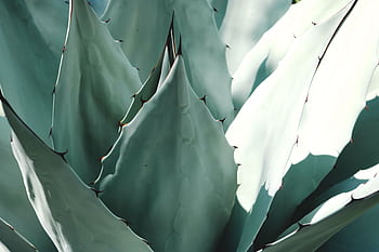 Detailed macro shot of an agave plant with sharp turquoise leaves and spines. HD wallpaper