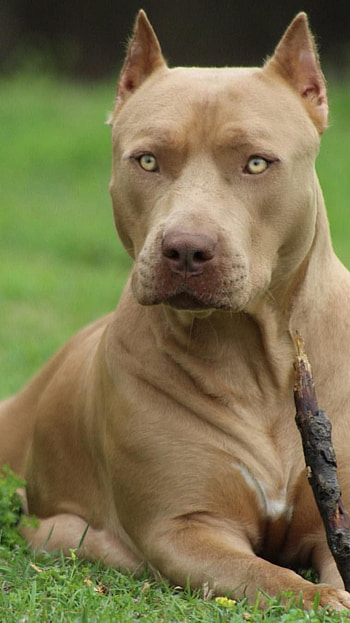 Pitbull Dog, Pitbull, Dog HD phone wallpaper