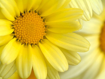 flower, model, abstract, other, beautiful, nice HD wallpaper