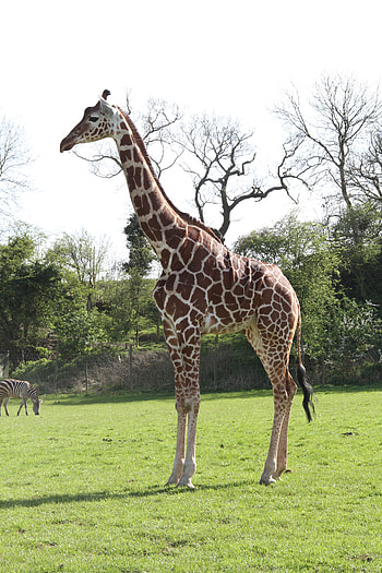 giraffe 5566, sky HD phone wallpaper