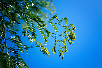 Nature, Sky, Leaves, Macro, Branches HD wallpaper