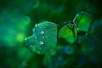 flower, macro HD wallpaper