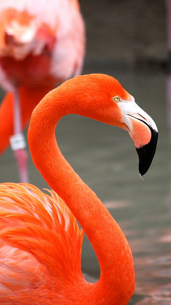 Sunlit flamingo, San Diego Zoo, Red plumage, Wildlife graphy HD phone wallpaper