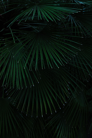 Nature, Leaves, Palms, Bush, Branches HD phone wallpaper