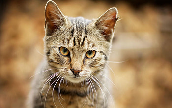 Animals, Cat, Muzzle, Sadness, Sight, Opinion, Sorrow HD wallpaper