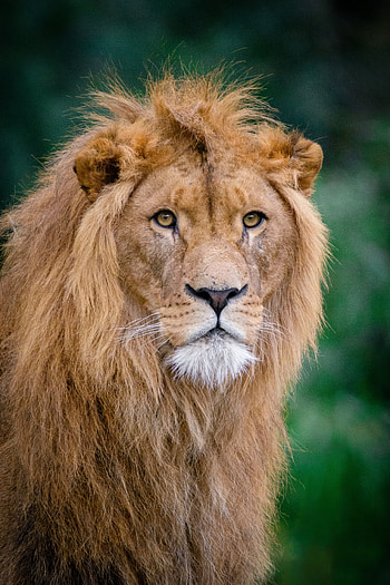 Animals, Muzzle, Lion, King Of Beasts, King Of The Beasts HD phone wallpaper