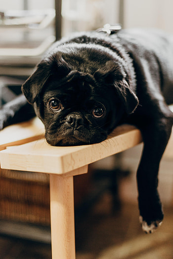 Animals, Dog, Pet, Sadness, Sight, Opinion, Sorrow, Pug HD phone wallpaper