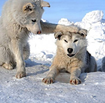 wolves, white, up, cubs, paw HD wallpaper