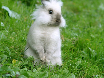 Cute bunny, bunny, animals HD wallpaper