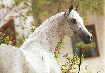 Horse, stallion, animals, cavalo HD wallpaper