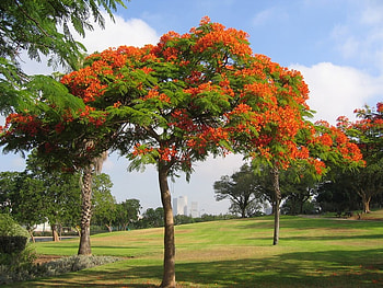 Royal Poinciana Tree, sky, leaves, land, tree HD wallpaper