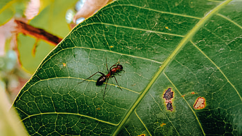 The Malaysian exploding, Ant HD wallpaper