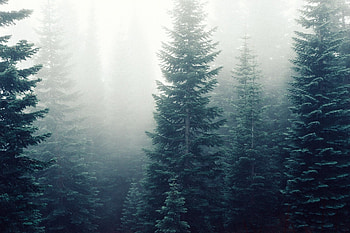 Majestic spruce forest, Enchanting scenery, Nature's sanctuary, Tree canopy HD wallpaper