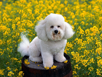 Animals, Flowers, Grass, Dog, Poodle HD wallpaper