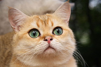 Animals, Cat, Muzzle, Striped, Sight, Opinion HD wallpaper