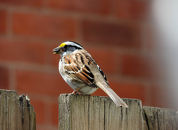 Pretty Sparrow, Bird, graphy, Fence, White Throated Sparrow, Spring HD wallpaper