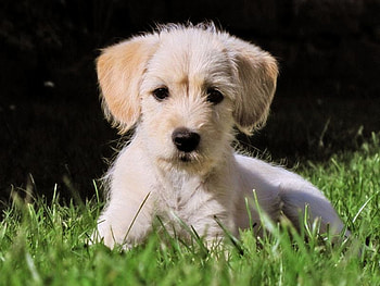 Puppy in Grass, cute, in grass, puppy HD wallpaper