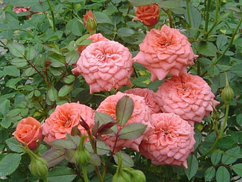 Pink Rose Garden, pink, leaves, buds, roses, green, garden, nature, flowers HD wallpaper