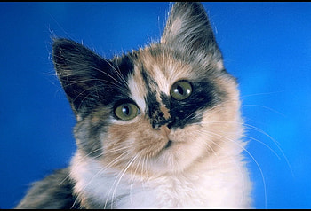 cool kitty1, sweet, blue, animal, looking, pretty, posing HD wallpaper