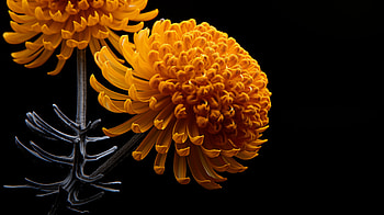 Vibrant Yellow Chrysanthemum, yellow flower, nature, flower HD wallpaper