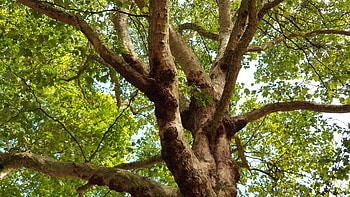 Sycamore tree, Captivating graphy, Stunning sycamore, Yifat Bracha HD wallpaper