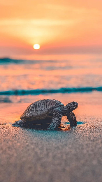 Turtle, Ocean, Animal HD phone wallpaper