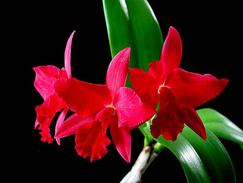 Red Cattelayas, cattelayas, flowers, orchids, red HD wallpaper