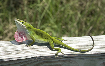 Animals, Wood, Tree, Lizard, Climb, Anolis Carolinensis HD wallpaper