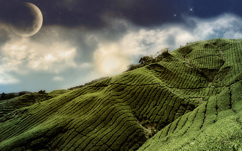 Plantation, rolling hills, fields, grass HD wallpaper