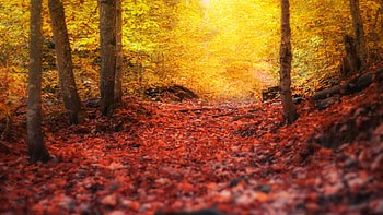 Path to Paradise, Michigan, leaves, sunlight, path, autumn, colors, trees HD wallpaper