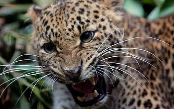 Animals, Leopard, Aggression, Grin, Big Cat, Anger HD wallpaper