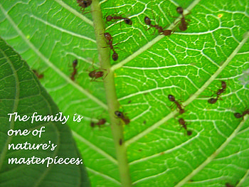 macro shots, family HD wallpaper